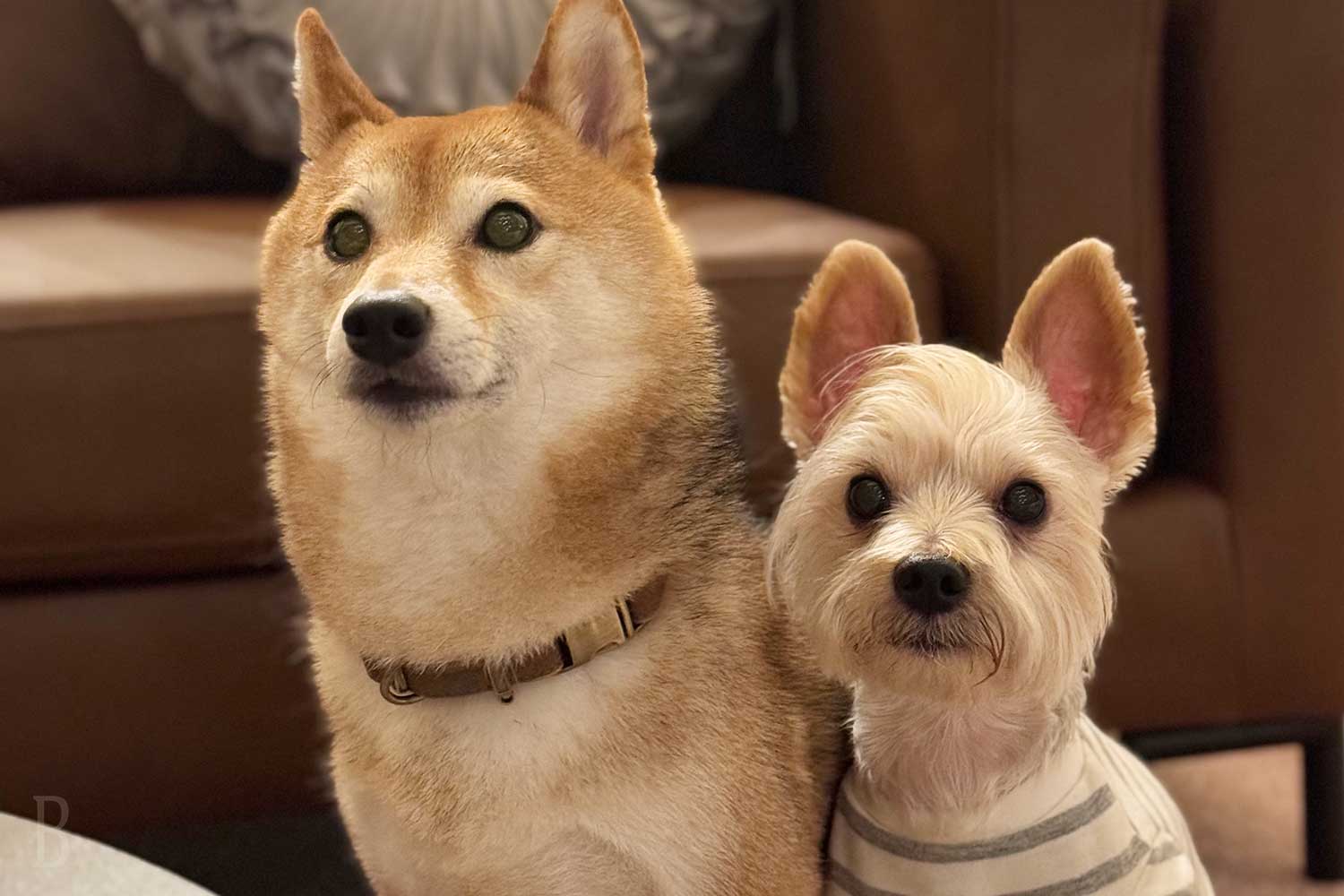 Lakeside Dog Cottage